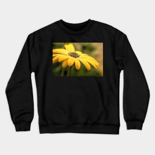 Osteospermum Sunny Asti Crewneck Sweatshirt